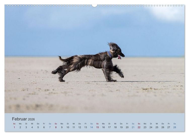 Produktbild: AFGHANISCHE WINDHUNDE 2026 (Wandkalender 2026 DIN A2 quer), CALVENDO Monatskalender