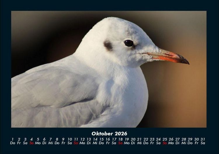 Produktbild: Vogelparadies 2026 Fotokalender DIN A4