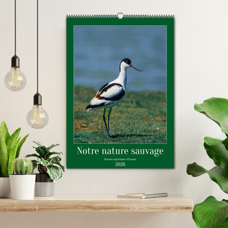 Produktbild: Notre nature sauvage, oiseaux aquatiques d'Europe (Calendrier mural 2026 DIN A2 horizontal), CALVENDO calendrier mensuel