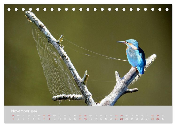 Produktbild: Der Eisvogel, ein Juwel der Natur (Tischkalender 2026 DIN A5 quer), CALVENDO Monatskalender