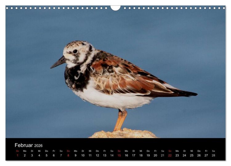 Produktbild: Limikolen Watv&ouml;gel auf dem Zug (Wandkalender 2026 DIN A3 quer), CALVENDO Monatskalender