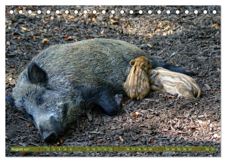 Produktbild: Wildschweins Kinderstube - Freche Frischlinge (Tischkalender 2027 DIN A5 quer), CALVENDO Monatskalender