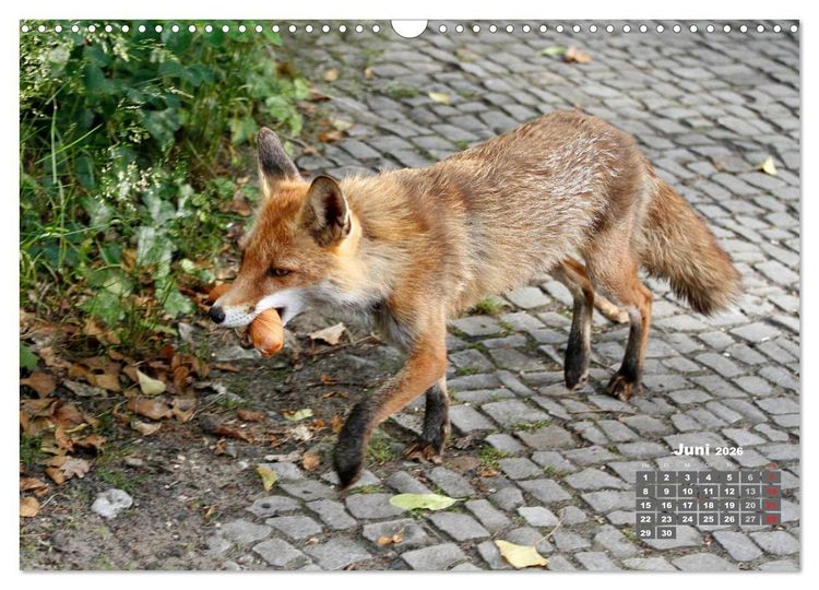 Produktbild: Familie Fuchs hautnah in Berlin (Wandkalender 2026 DIN A3 quer), CALVENDO Monatskalender