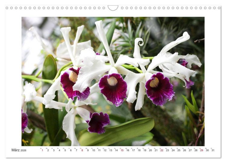 Produktbild: Orchideen Feuerwerk der Farben (Wandkalender 2026 DIN A3 quer), CALVENDO Monatskalender