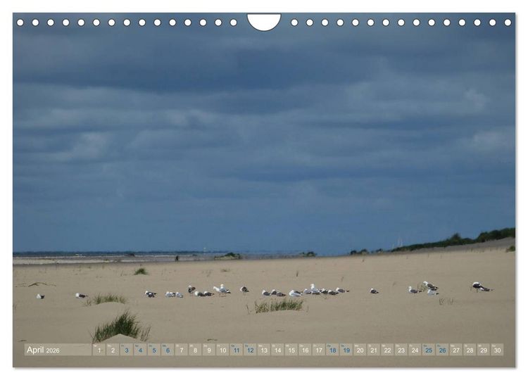Produktbild: Texel. Neue D&uuml;nen (Wandkalender 2026 DIN A4 quer), CALVENDO Monatskalender