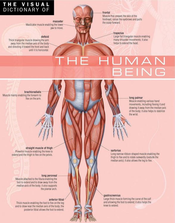 Produktbild: Visual Dictionary of The Human Being