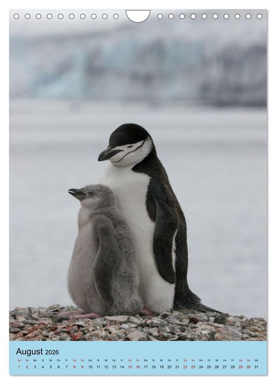 Produktbild: Antarktis - Das Gebiet der Pinguine (Wandkalender 2026 DIN A4 hoch), CALVENDO Monatskalender