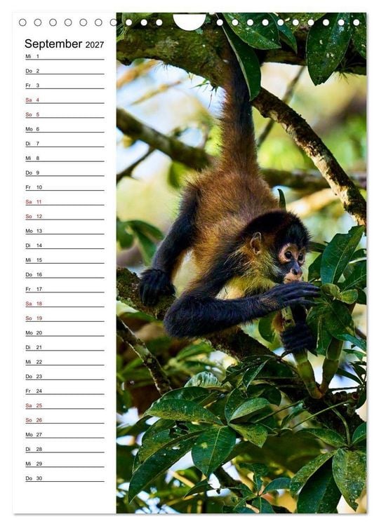 Produktbild: Costa Rica - Magische Tiere des Regenwaldes (Wandkalender 2027 DIN A4 hoch), CALVENDO Monatskalender