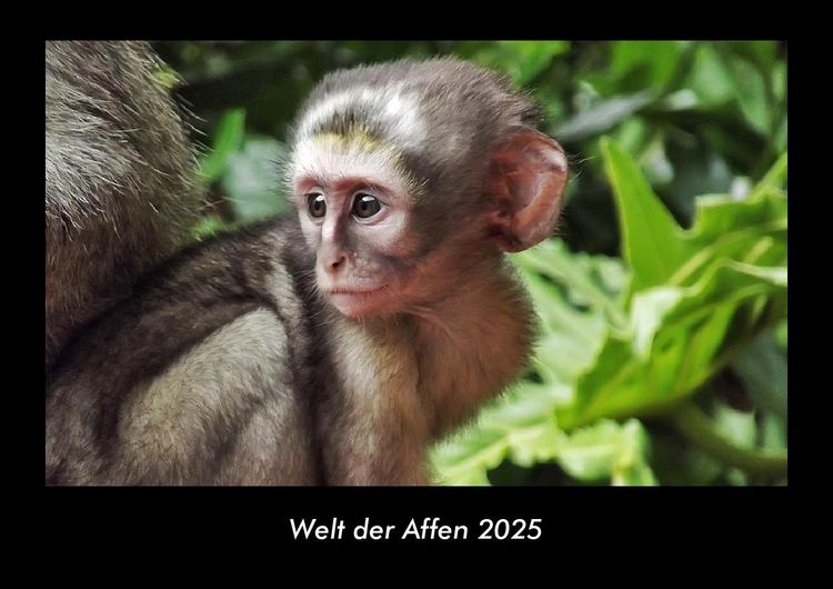Produktbild: Welt der Affen 2025 Fotokalender DIN A3