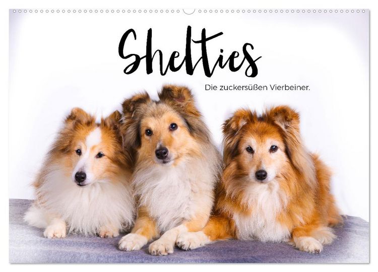 Produktbild: Shelties - Die zuckers&uuml;&szlig;en Vierbeiner. (Wandkalender 2026 DIN A2 quer), CALVENDO Monatskalender