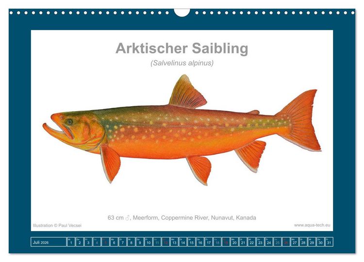 Produktbild: Fisch als Kunst 2026: Amerikanische Saiblinge (Wandkalender 2026 DIN A3 quer), CALVENDO Monatskalender