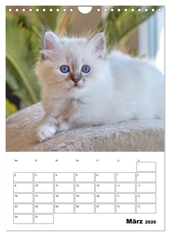 Produktbild: Heilige Birma Kitten - s&uuml;&szlig;e kleine Flauschb&auml;llchen (Wandkalender 2026 DIN A4 hoch), CALVENDO Monatskalender