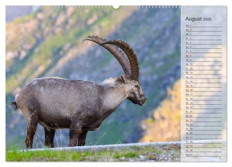 Produktbild: Bergk&ouml;nige - Steinb&ouml;cke im Blickpunkt der Naturfotografie (Wandkalender 2026 DIN A2 quer), CALVENDO Monatskalender