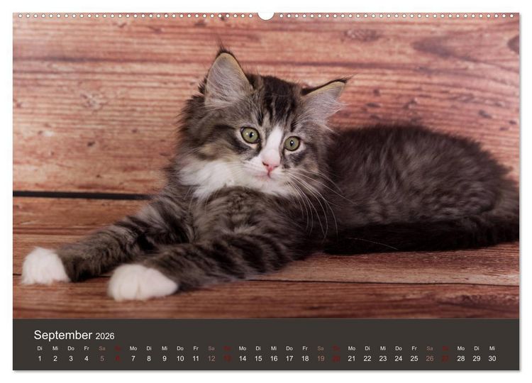 Produktbild: Verspielte Ragdolls - Sanfte Katzen in seidigem Haarkleid (Wandkalender 2026 DIN A2 quer), CALVENDO Monatskalender