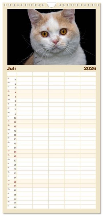 Produktbild: Familienplaner 2026 - Britisch Kurzhaar Katzen mit 5 Spalten (Wandkalender, 21 x 45 cm) CALVENDO