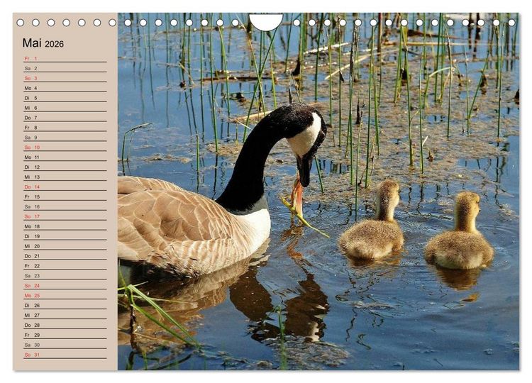 Produktbild: G&auml;nse und Enten. Schnattern, watscheln, quaken! (Wandkalender 2026 DIN A4 quer), CALVENDO Monatskalender