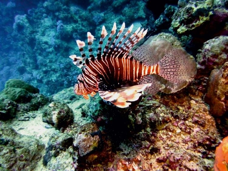 Produktbild: CALVENDO Puzzle Rotfeuerfisch, Koraffi, &Auml;gypten | 1000 Teile Lege-Gr&ouml;&szlig;e 64 &times; 48 cm Foto-Puzzle f&uuml;r gl&uuml;ckliche Stunden