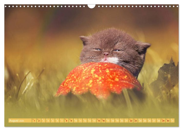 Produktbild: Katzenkinder - Britisch Kurzhaar (Wandkalender 2026 DIN A3 quer), CALVENDO Monatskalender