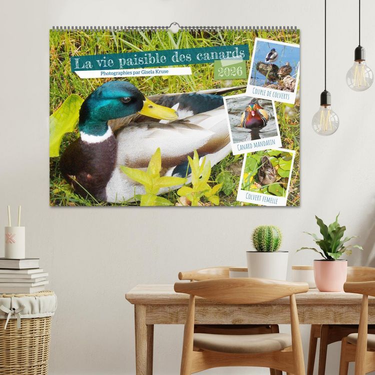Produktbild: La vie paisible des canards (Calendrier mural 2026 DIN A2 vertical), CALVENDO calendrier mensuel