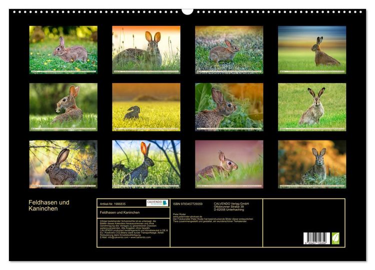 Produktbild: Feldhasen und Kaninchen (Wandkalender 2026 DIN A2 quer), CALVENDO Monatskalender