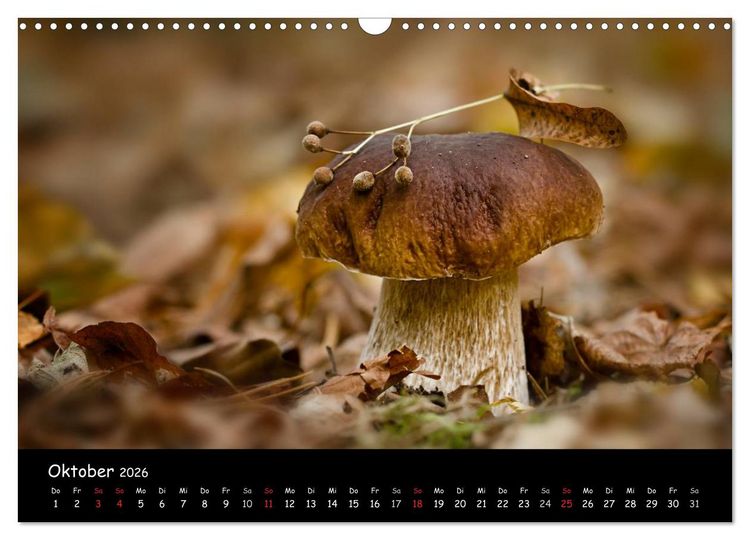 Produktbild: Pilzgalerie (Wandkalender 2026 DIN A3 quer), CALVENDO Monatskalender