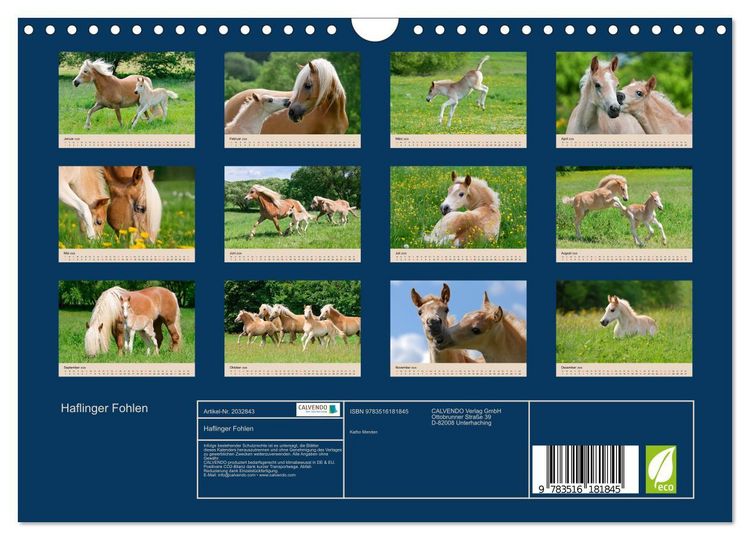 Produktbild: Haflinger Fohlen (Wandkalender 2026 DIN A4 quer), CALVENDO Monatskalender