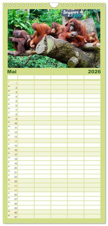 Produktbild: Familienplaner 2026 - Orang-Utans mit 5 Spalten (Wandkalender, 21 x 45 cm) CALVENDO
