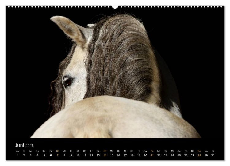 Produktbild: Magische Momente - Pferde Horses Caballos (Wandkalender 2026 DIN A2 quer), CALVENDO Monatskalender