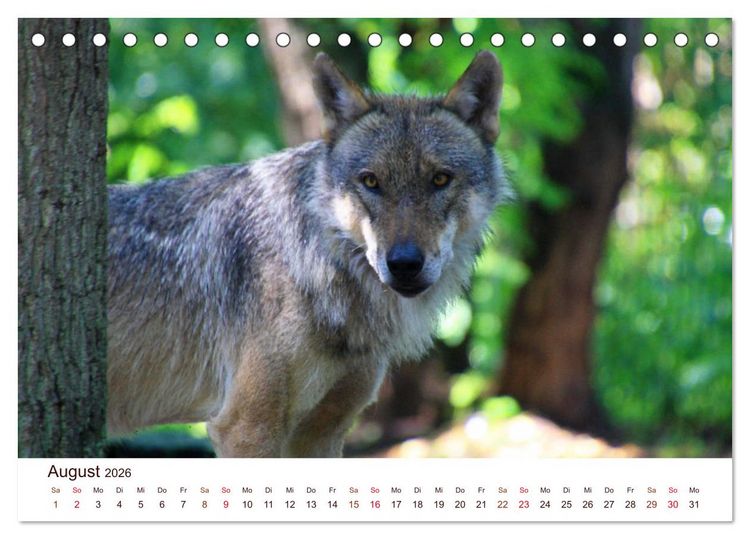 Produktbild: W&ouml;lfe 2026. Tierische Impressionen (Tischkalender 2026 DIN A5 quer), CALVENDO Monatskalender