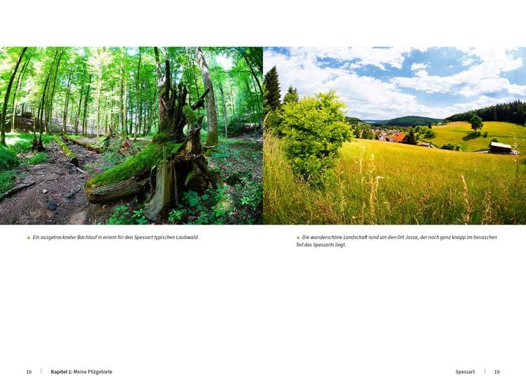 Produktbild: Pilzfotografie - Magische Momente inszenieren