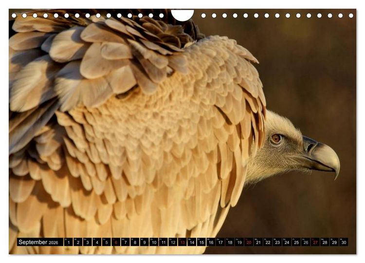 Produktbild: Greifv&ouml;gel (Wandkalender 2026 DIN A4 quer), CALVENDO Monatskalender