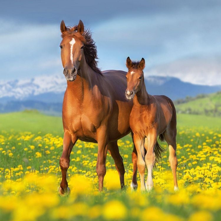Produktbild: Pferde / Horses 2027