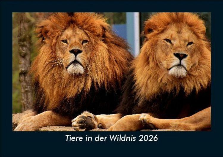Produktbild: Tiere in der Wildnis 2026 Fotokalender DIN A5