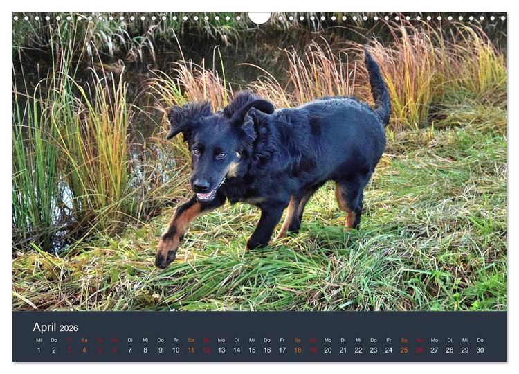 Produktbild: Ein Hovawart, ein Wachhund (Wandkalender 2026 DIN A3 quer), CALVENDO Monatskalender