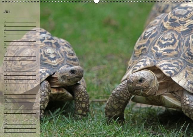 Produktbild: Schildkr&ouml;ten Geburtstagskalender (Wandkalender immerw&auml;hrend DIN A2 quer)