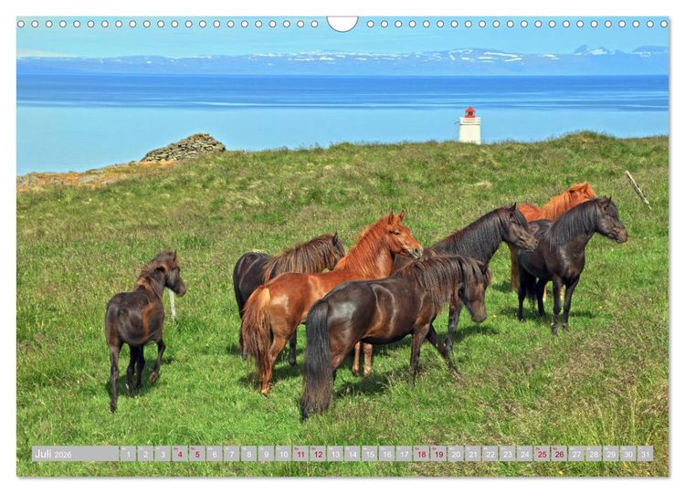 Produktbild: Islandpferde - Die tierischen Stars der Insel (Wandkalender 2026 DIN A3 quer), CALVENDO Monatskalender