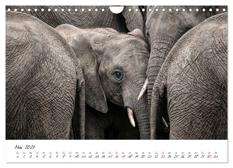 Produktbild: Better Together - Herdenmomente (Wandkalender 2027 DIN A4 quer), CALVENDO Monatskalender
