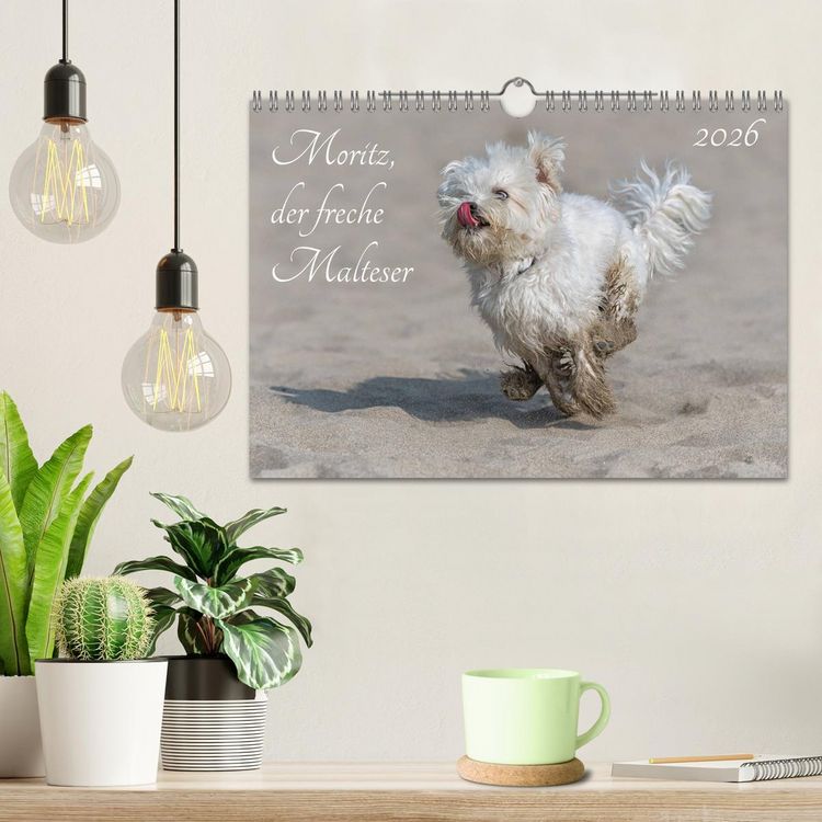 Produktbild: Moritz, der freche Malteser (Wandkalender 2026 DIN A4 quer), CALVENDO Monatskalender