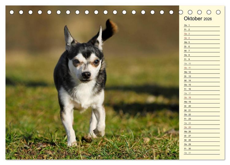 Produktbild: Chihuahua - Kleine Hunde ganz gro&szlig; (Tischkalender 2026 DIN A5 quer), CALVENDO Monatskalender