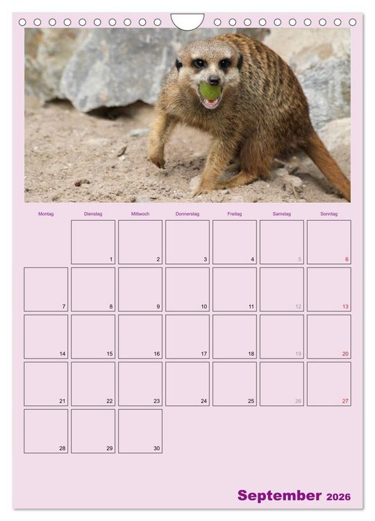 Produktbild: Erdm&auml;nnchen / Terminplaner (Wandkalender 2026 DIN A4 hoch), CALVENDO Monatskalender