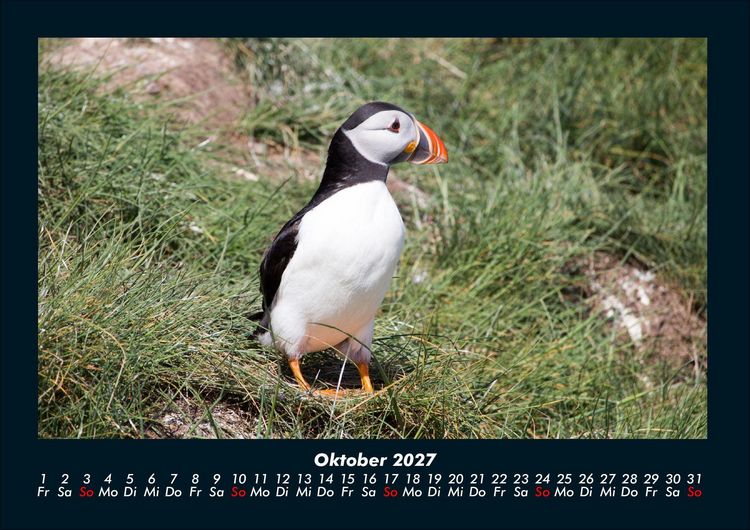 Produktbild: Welt der V&ouml;gel 2027 Fotokalender DIN A4