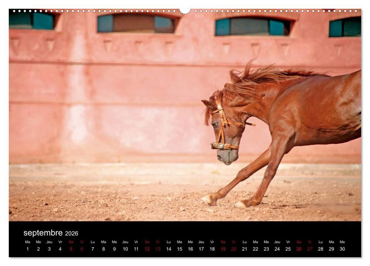 Produktbild: Les chevaux du Maroc (Calendrier mural 2026 DIN A2 vertical) calendrier de bureau