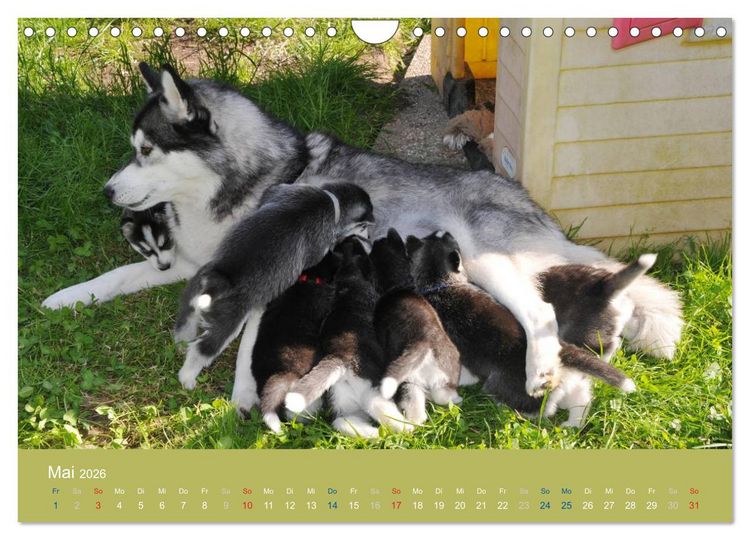 Produktbild: Husky Welpen (Wandkalender 2026 DIN A4 quer), CALVENDO Monatskalender