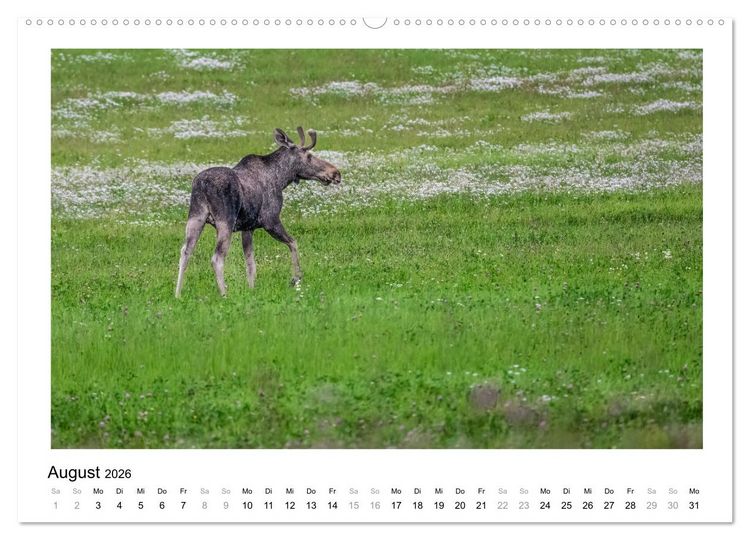 Produktbild: Fauna arctica (Wandkalender 2026 DIN A2 quer), CALVENDO Monatskalender