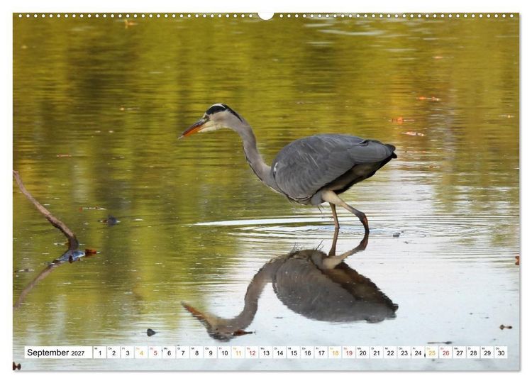 Produktbild: 12 Monate Natur (Wandkalender 2027 DIN A2 quer), CALVENDO Monatskalender