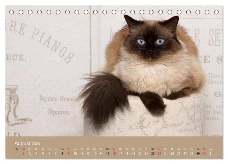 Produktbild: Verliebt in Ragdolls ... die sanfte Katzenrasse (Tischkalender 2026 DIN A5 quer), CALVENDO Monatskalender