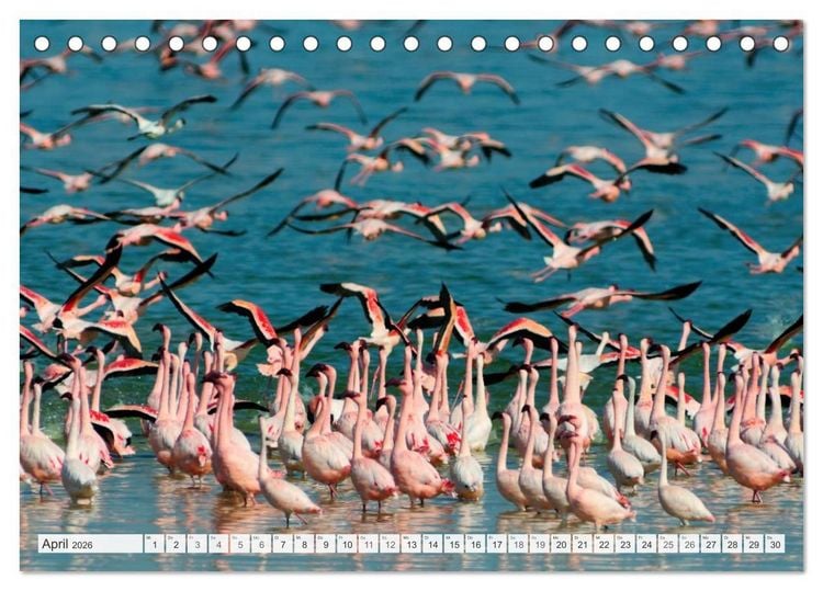 Produktbild: S&uuml;dafrika / Landschaften & Tiere / Christian Heeb (Tischkalender 2026 DIN A5 quer), CALVENDO Monatskalender