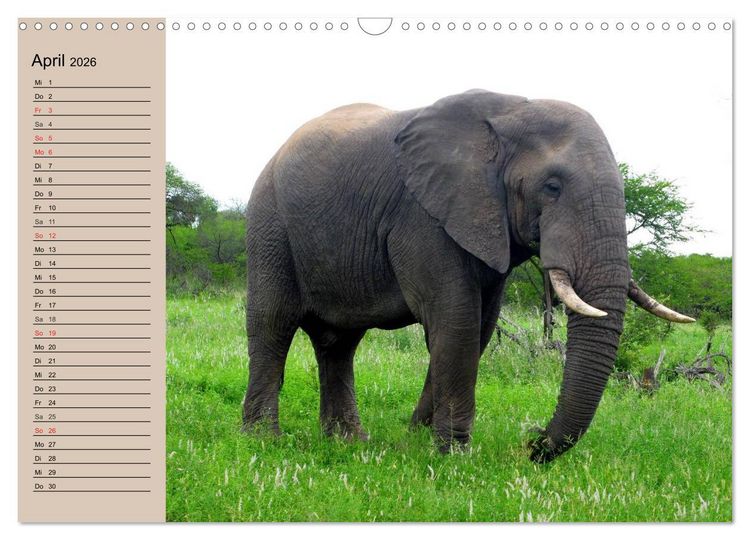 Produktbild: Elefanten in freier Wildbahn (Wandkalender 2026 DIN A3 quer), CALVENDO Monatskalender