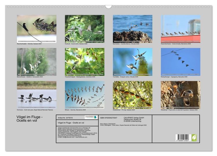 Produktbild: V&ouml;gel im Fluge - Ocells en vol (Wandkalender 2027 DIN A2 quer), CALVENDO Monatskalender