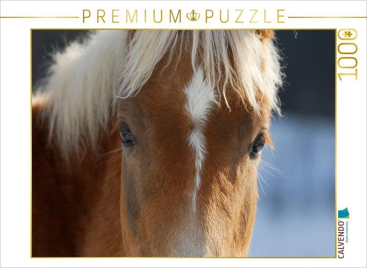 Produktbild: CALVENDO Puzzle Haflinger | 1000 Teile Lege-Gr&ouml;&szlig;e 64x48cm Foto-Puzzle f&uuml;r gl&uuml;ckliche Stunden
